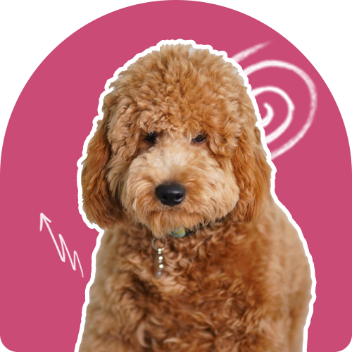 Custom Pet ID Services