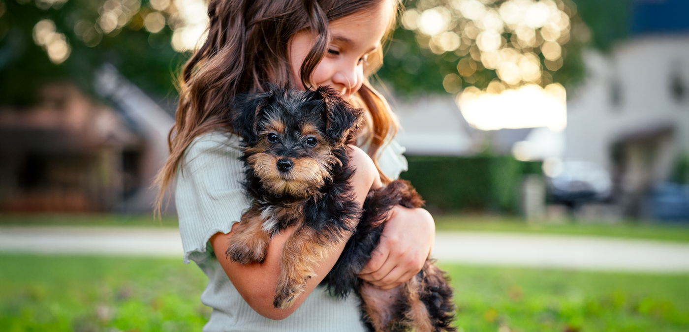 Dog Microchipping Service